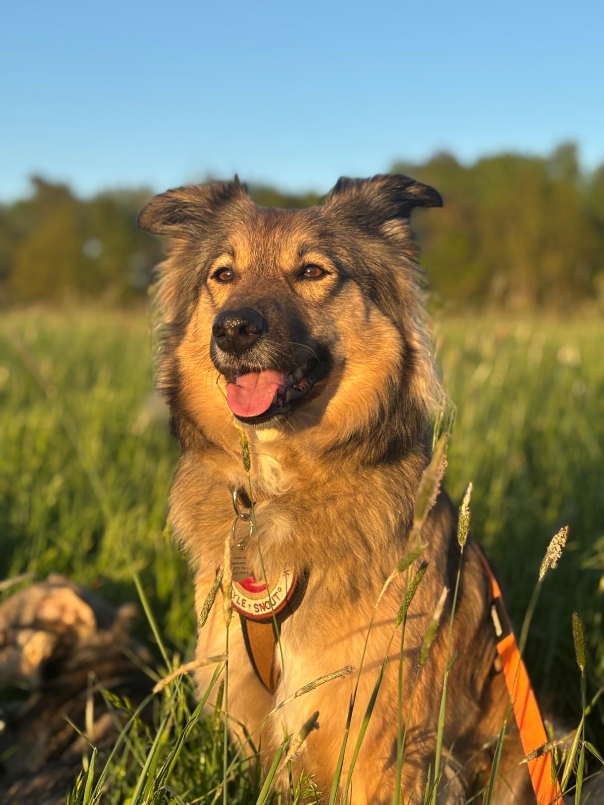 Ein erwachsener Hund blickt in die Kamera